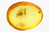 Fossil Hairy Mite (Anystoidea) Fossil in Baltic Amber #272247-1